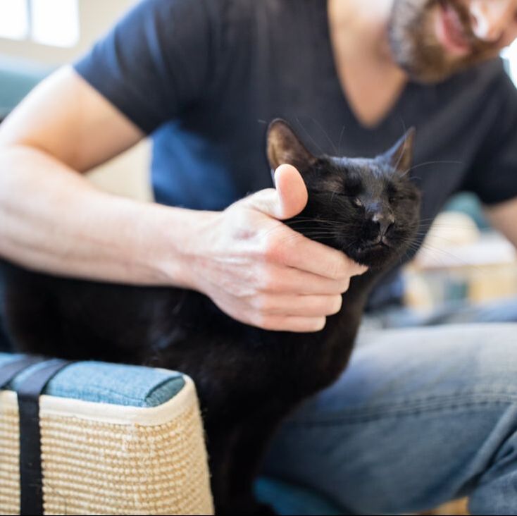 CatCafe Lounge in Los Angeles where you can snuggle with adoptable cats and kittens in our huge cat lounge or outdoor catio. Plus, enjoy a freshly brewed beverage from our onsite cafe.