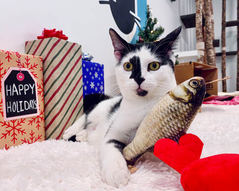 Best Cat Toy Gifts of 2021